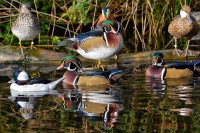 /album/photo-gallery-homepage/group-duck-jpg/